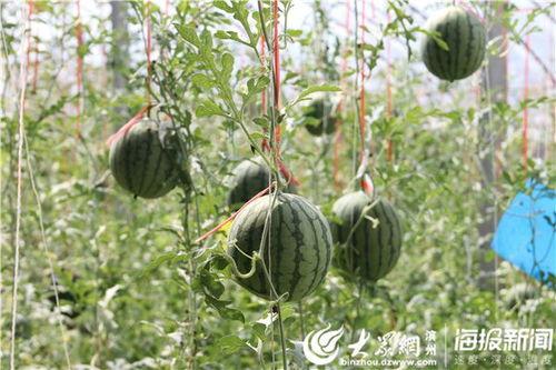 阜新吃瓜事件网红视频