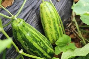 内涵吃瓜网地址