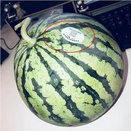 吃炸裂瓜网红,美食界的“炸裂”传奇