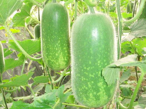 睌肺吃瓜网,揭秘娱乐圈幕后故事，带你领略明星真实生活