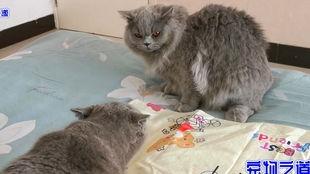 吃胖猫瓜的网红,美食诱惑下的甜蜜挑战